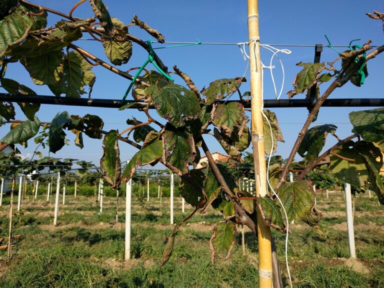 Kiwi. La Regione Lazio approva la delibera per il riconoscimento della calamità naturale