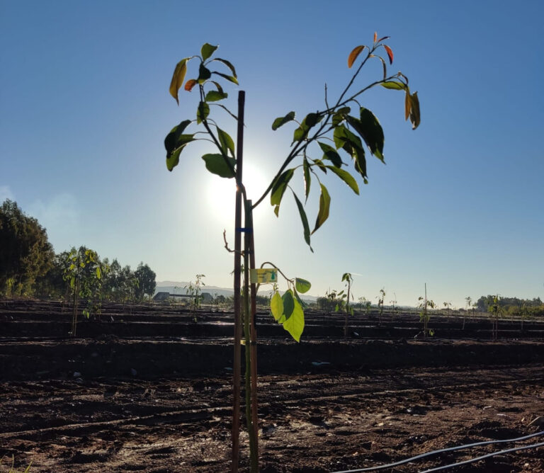 Ortoftrutta. Con Persea arriva il primo avocado biologico italiano che genera crediti di sostenibilità tracciabili su blockchain