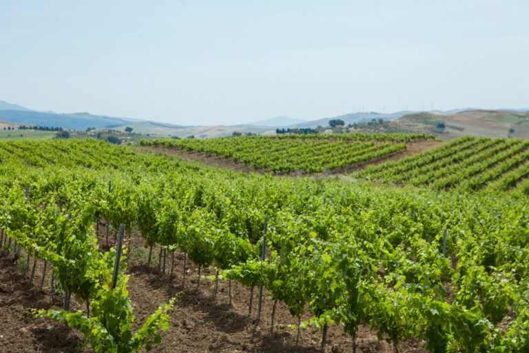 Vino. Nuovo corso per il Consorzio della Doc Marsala