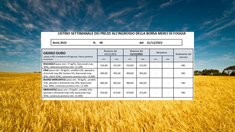 Quotazioni stabili (21 dicembre) per il grano duro alla Borsa Merci di Foggia. Il Fino resta a 490-495 euro a tonnellata