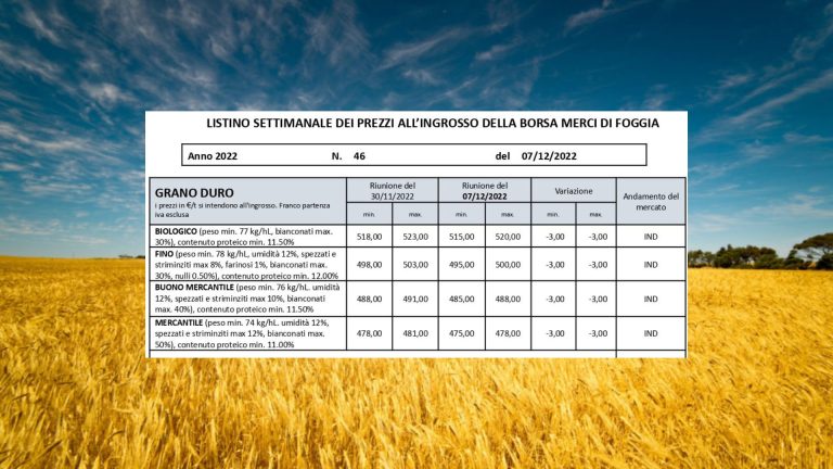 Grano duro: quotazioni (7 dicembre) in calo di 3 euro a Borsa Merci Foggia. Il Fino a 500 euro/t.