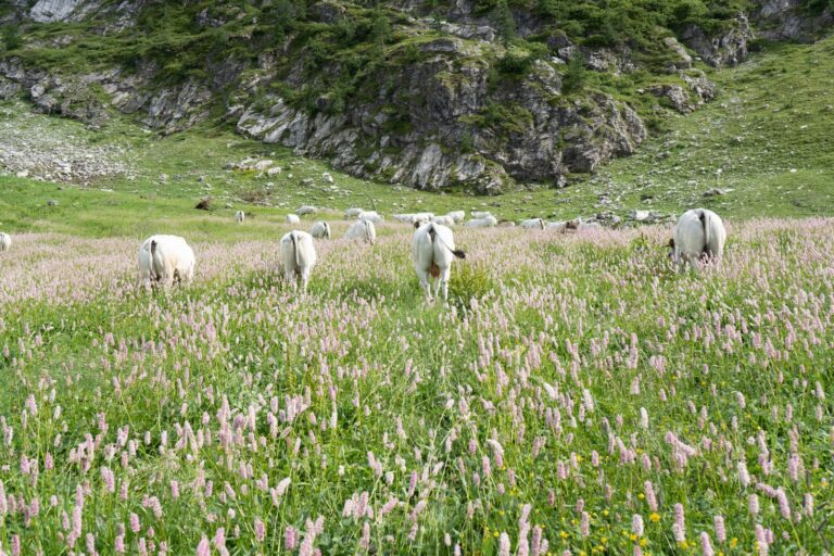 Carne sintetica. Coalvi: il vero problema è non generalizzare quando si parla di allevamenti