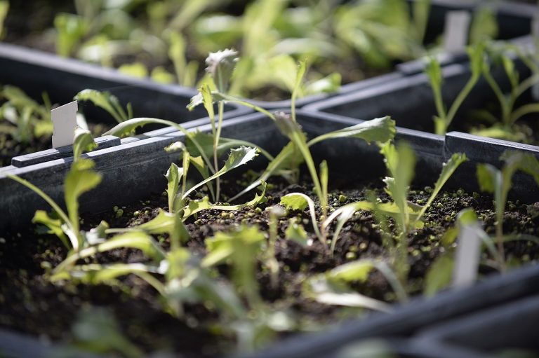 ColtivaTo. Al via a Torino il Festival dedicato all’agricoltura