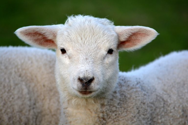 Pasqua. L’Agnello di Sardegna IGP re delle tavole: al Nord Italia il 45% delle vendite per le festività