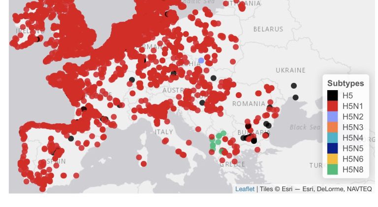 In aumento i casi di influenza aviaria nel pollame e negli uccelli acquatici