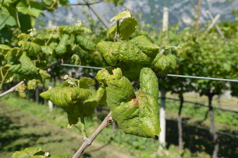 Flavescenza dorata: incontro positivo al Masaf per Città del Vino