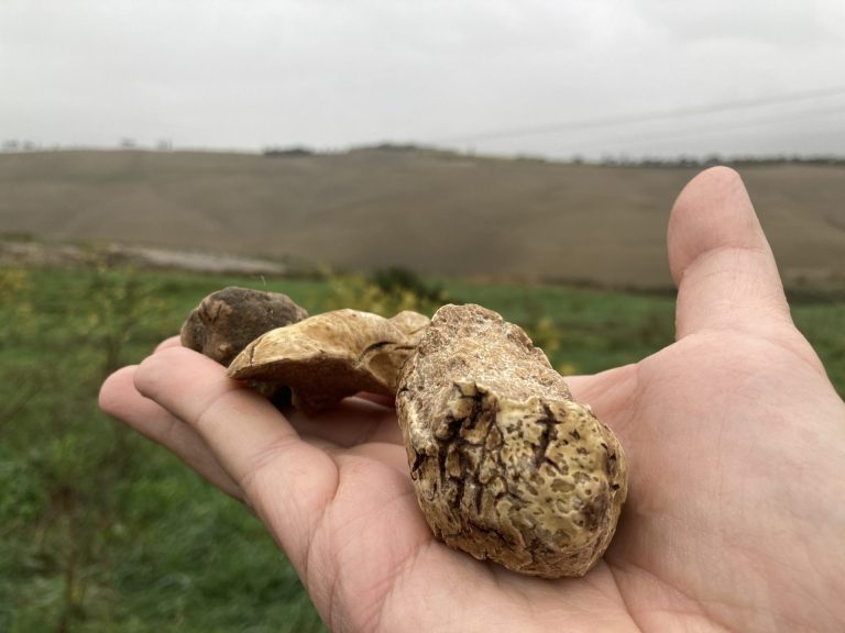 Con il Tartufo Marzuolo inizia la stagione dedicata ai tartufi delle Crete Senesi