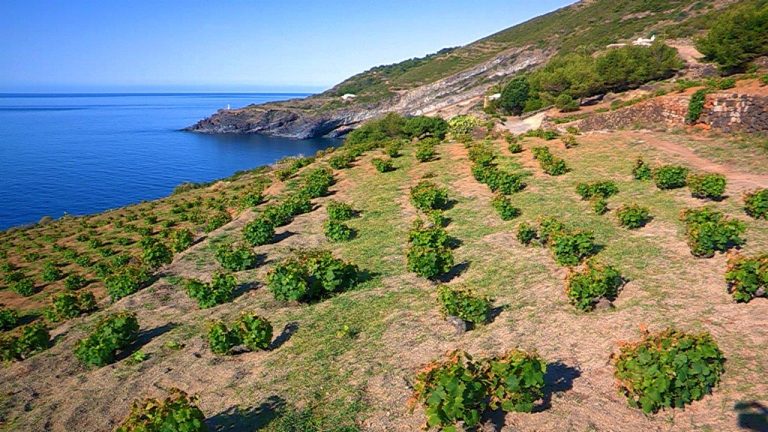 Vino. Dal primo gennaio fascette di Stato nelle bottiglie della Doc Pantelleria