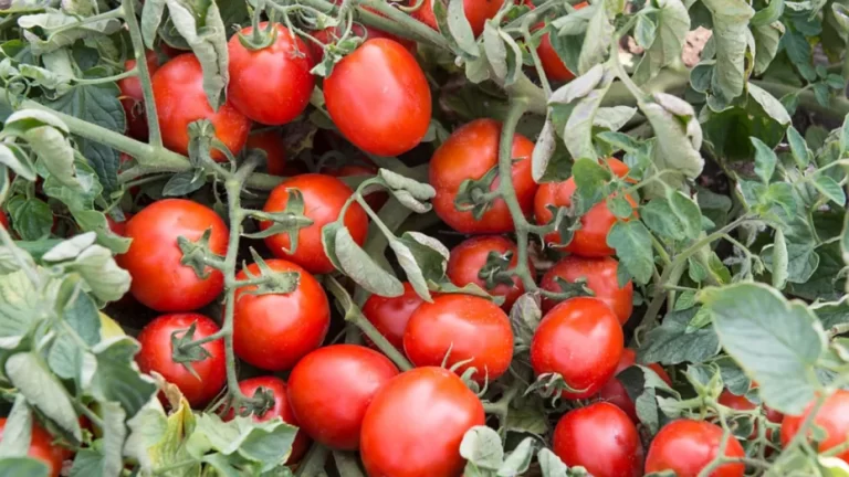 Pomodoro. Cia Capitanata: “Bene la Dop, ora intesa sul prezzo”