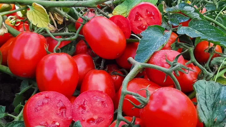 Pomodoro: Steriltom e Italtom cercano 500 collaboratori per la prossima campagna tra Campania e Emilia-Romagna