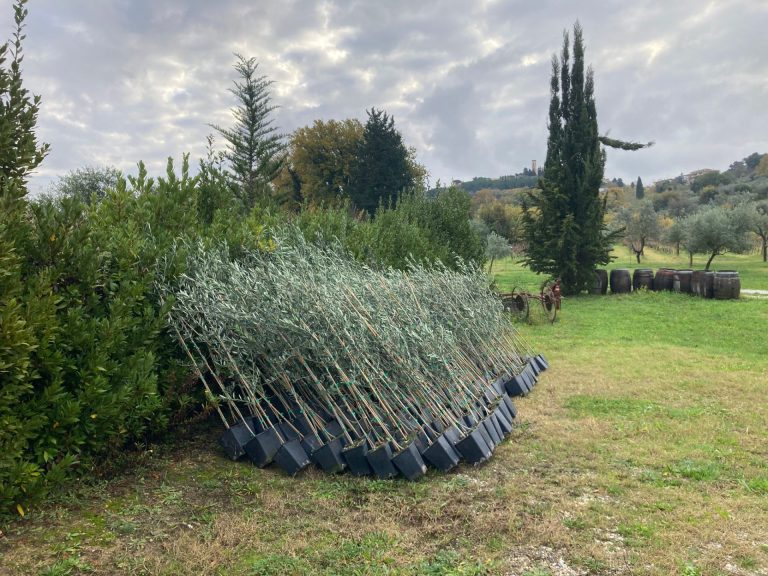 Olio. Scapigliato regala 43 mila olivi contro le emissioni di CO2