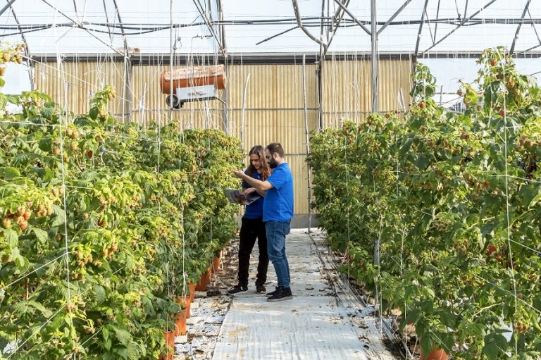 Innovazione in agricoltura, i sistemi Lualdetek per il monitoraggio senza rete elettrica e internet