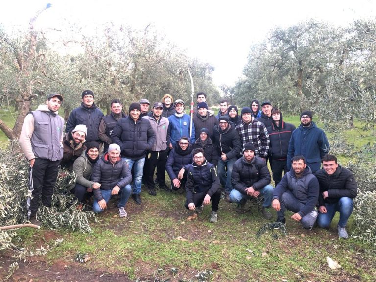 Tecniche innovative di potatura negli oliveti pugliesi. Al via corso di formazione con oltre 100 allievi