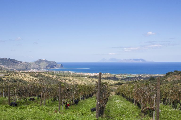 Vino. In Sicilia nasce il Consorzio della Doc Mamertino