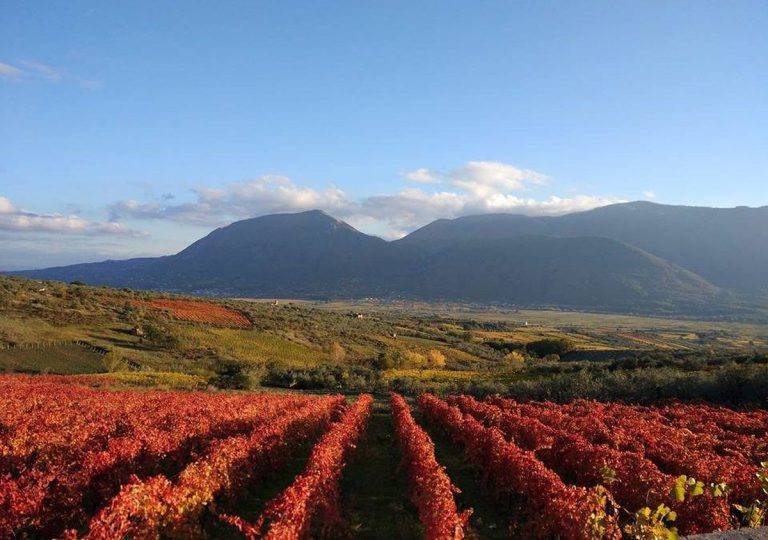 Vino. Nasce la Sannio Academy: il Consorzio Tutela Vini forma le nuove generazioni su vitivinicoltura e territorio