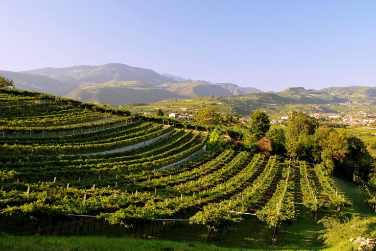 Vendemmia. In Veneto piogge, grandine e vento compromettono l’annata 2023