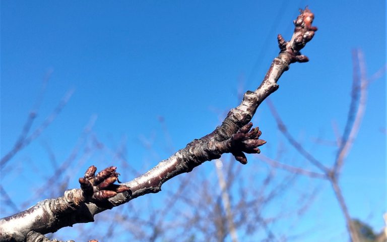 Clima. In Veneto già fioriti noccioli e ciliegi. Allarme per Confagricoltura