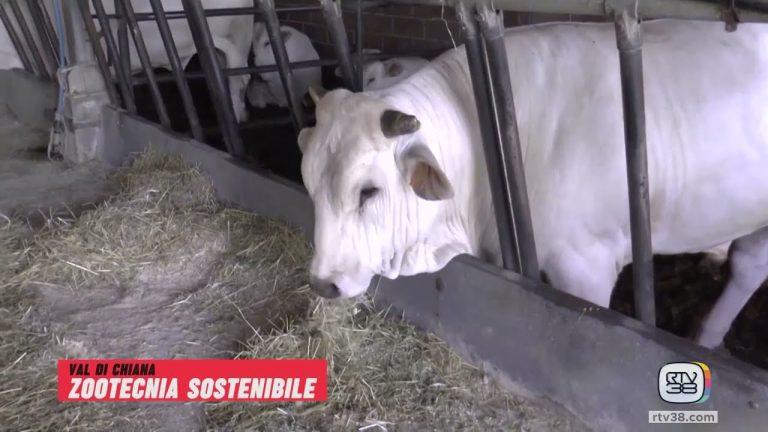 Zootecnia. Allevamenti sostenibili in Toscana: sua maestà la Chianina nel viaggio di Coltiva le Reti