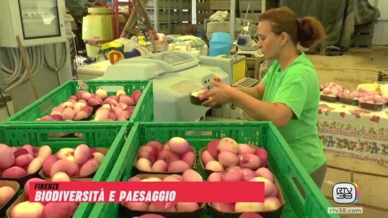 Biodiversità toscana. Oliva Trillo di Calci e la Cipolla di Certaldo nel viaggio di Coltiva le Reti