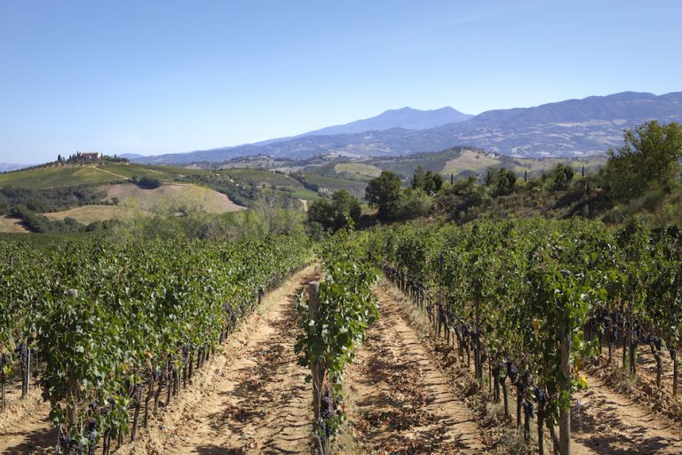 Vino. In Toscana il Montecucco Do chiude il 2022 con la migliore performance regionale