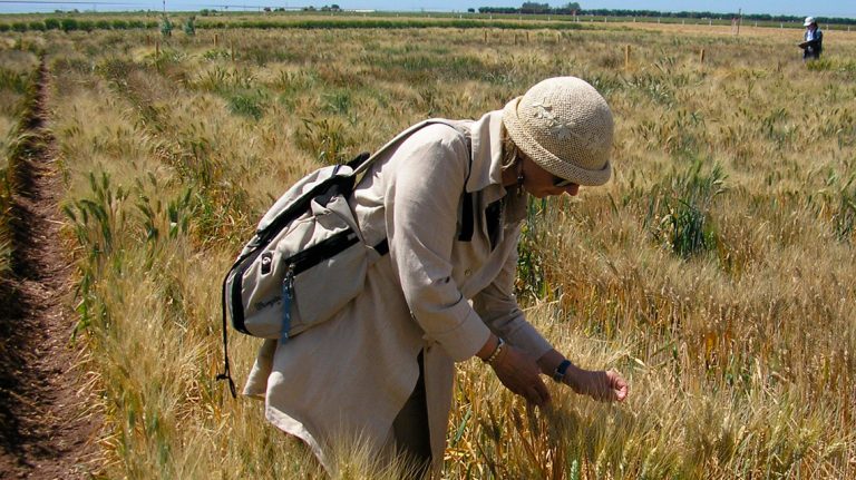 Grano duro in Sicilia: è urgente un piano di recupero, clima e mercati affossano il settore. Convegno di Compag