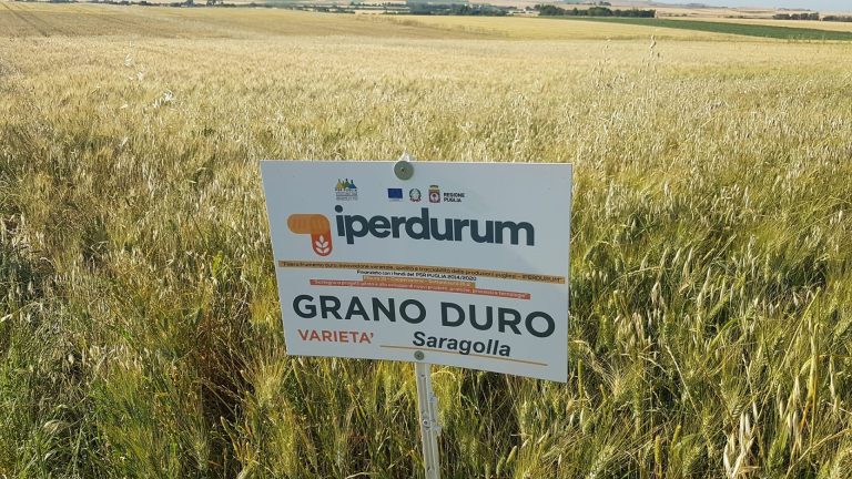 Grano duro di Puglia. Più qualità e resistenza: ricerca e innovazione per rilanciare la filiera