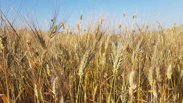 Agricoltore bioregolatore. Copagri, bene il  documento del Ministro Lollobrigida