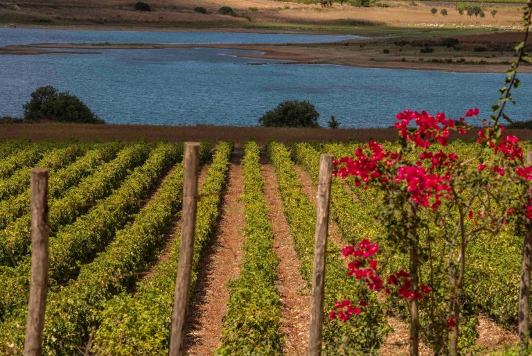 La Doc Sicilia alla prova della vendemmia: buona qualità, quantità in calo rispetto al 2022