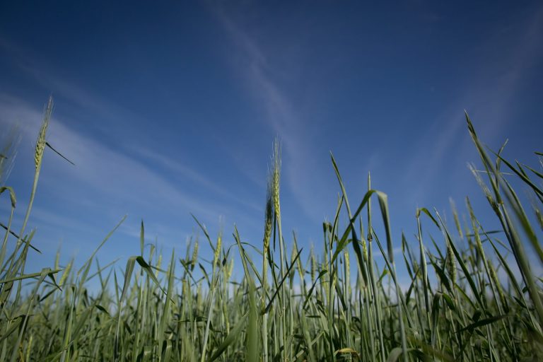 L’agricoltura brasiliana sta davvero puntando sulla sostenibilità o è ‘solo’ deforestazione? Le risposte di un agricoltore e di un ingegnere agronomo