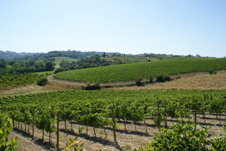 In Toscana al via dal 15 febbraio le richieste per nuovi vigneti. In tutto saranno circa 600 ettari in più dei 6800 previsti per il vigneto l’Italia