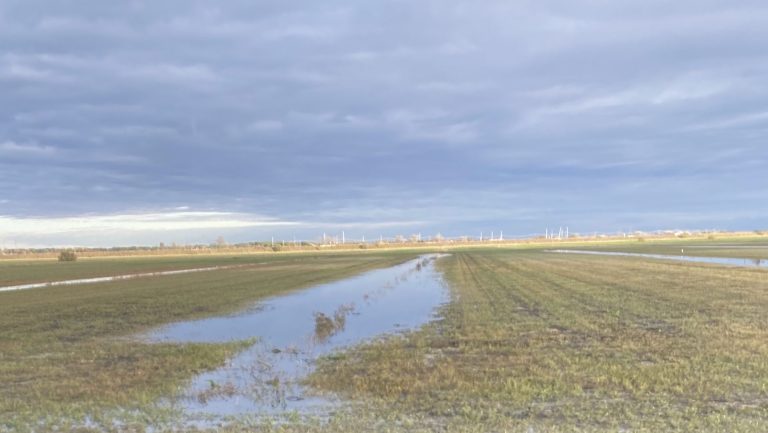 Terreni allagati e salinità: le Cooperative Agricole Braccianti di Ravenna lanciano l’allarme sull’ingressione del mare