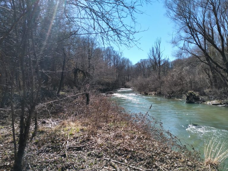 Foreste italiane per il clima: il contributo del CREA al progetto LIFE ClimatePositive