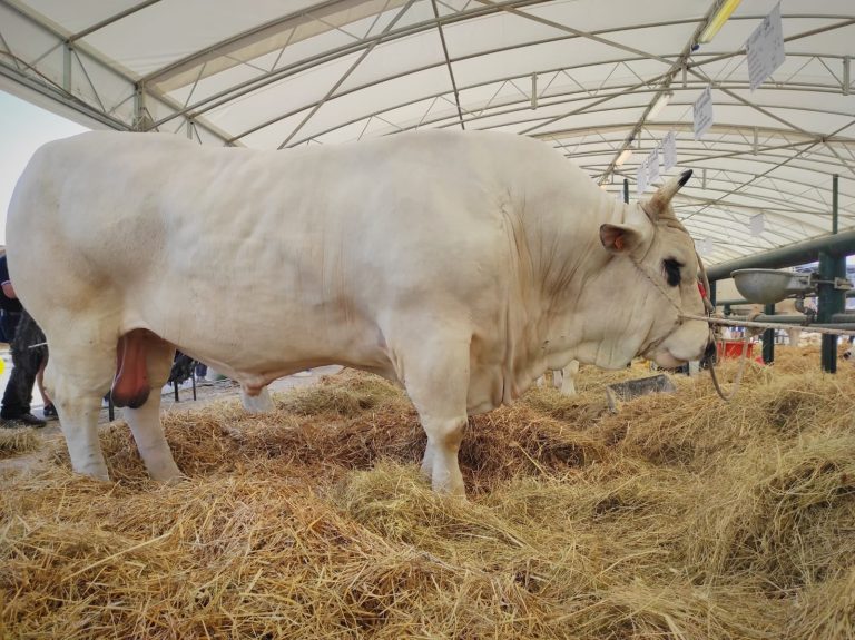 Zootecnia.  Numeri in crescita per il Vitellone Bianco dell’Appennino Centrale IGP