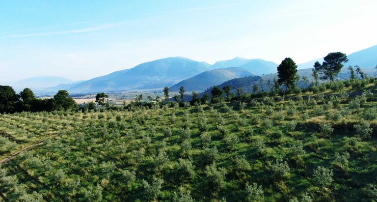 Monini premia Mancuso, lo scienziato degli alberi  e annuncia la prima raccolta del suo Bosco