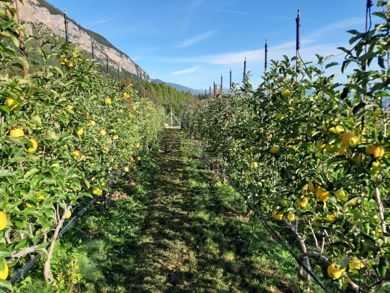 Ortofrutta. Dal campo alla lavorazione, Melinda non spreca neanche una goccia d’acqua