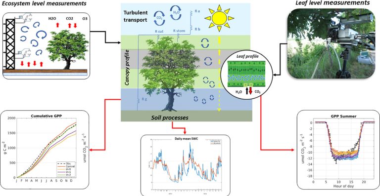 Airtree. Città più verdi e aria pulita con il software per scegliere le alberature adatte a migliorare la qualità dell’aria nelle aree urbane