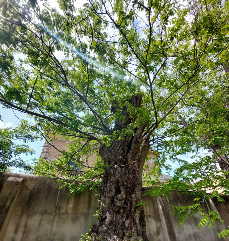 Cambiamento climatico: a rischio il 60 per cento degli alberi dell’Orto botanico dell’Università di Pisa