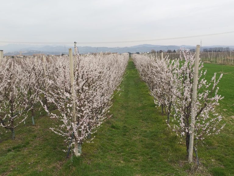 Ortofrutta. Clima mite, parte la fioritura di albicocchi, mandorli e peschi