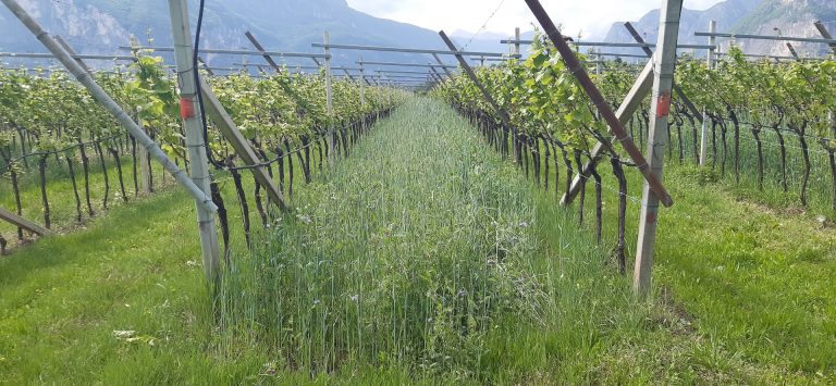 Lotta biologica, Italia all’avanguardia: risultati positivi di una ricerca FEM, avanti con i lanci