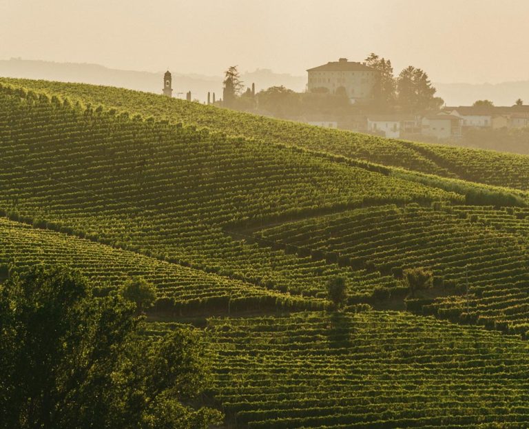 Vendemmia 2024. Annata buona e redditizia per il Moscato bianco (+12% nei 10mila ettari della Denominazione)