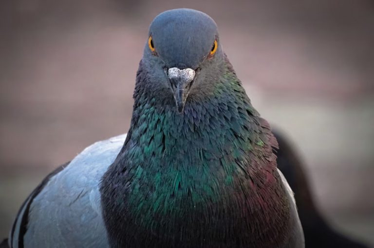 Caccia. Nel piacentino approvati i piani di controllo per corvidi e piccioni