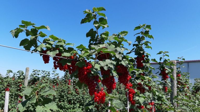 Ortofrutta. Piccoli frutti al centro di un seminario tecnico della FEM di San Michele All’Adige