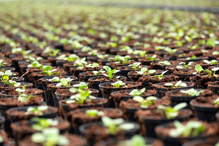 Floricoltura: criticità, fabbisogni, sostegni, prospettive. Convegno Cia Toscana a Pescia (PT)