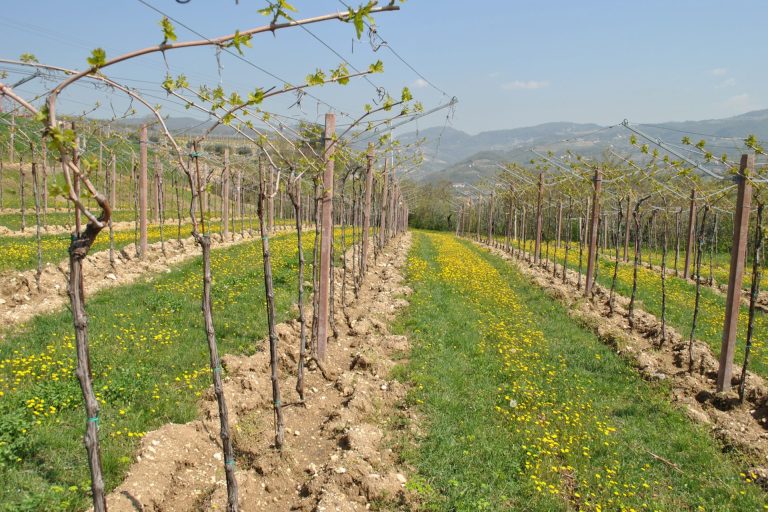 Siccità. Cantina Valpolicella Negrar porta a Vinitaly i vini Domìni Veneti prodotti con metodi anti-spreco d’acqua