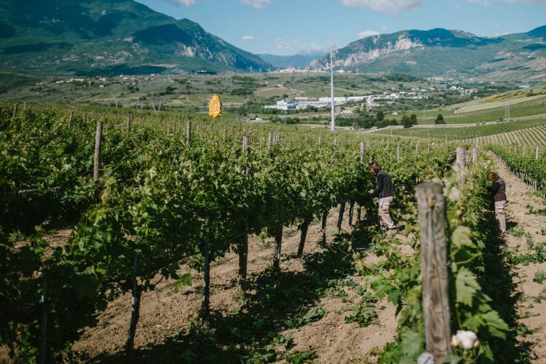 Il gruppo Argea perfeziona l’acquisizione di Cantina Zaccagnini, azienda abruzzese che produce vino dall’iconico Tralcetto