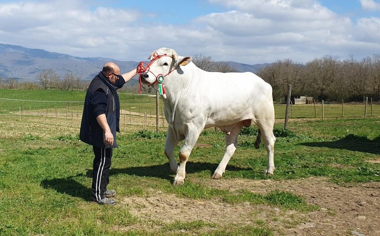 Il toro di razza chianina campione d’Italia è ancora Maverick (32 mesi e 1.142 kg): è elegante, possente e cresciuto in allevamento sostenibile