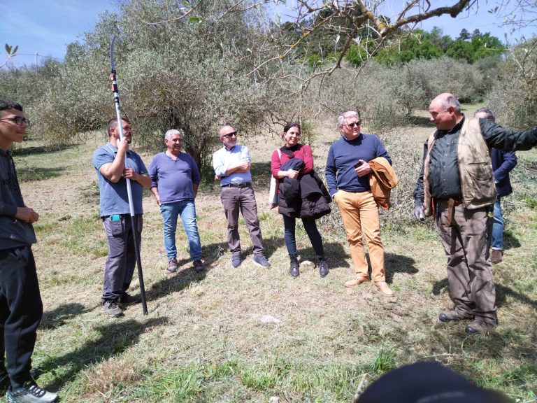 Olivicoltura, Coldiretti Sardegna: Dalla formazione grandi opportunità per la crescita del comparto