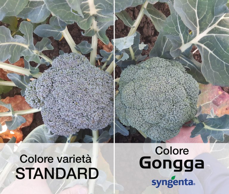 L’innovazione di Syngenta nei broccoli per coprire tutti i cicli