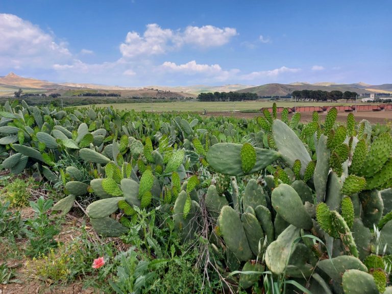 Digestato. Il progetto Fertimed apre la strada alla rivoluzione in tema di sostenibilità ed economia circolare