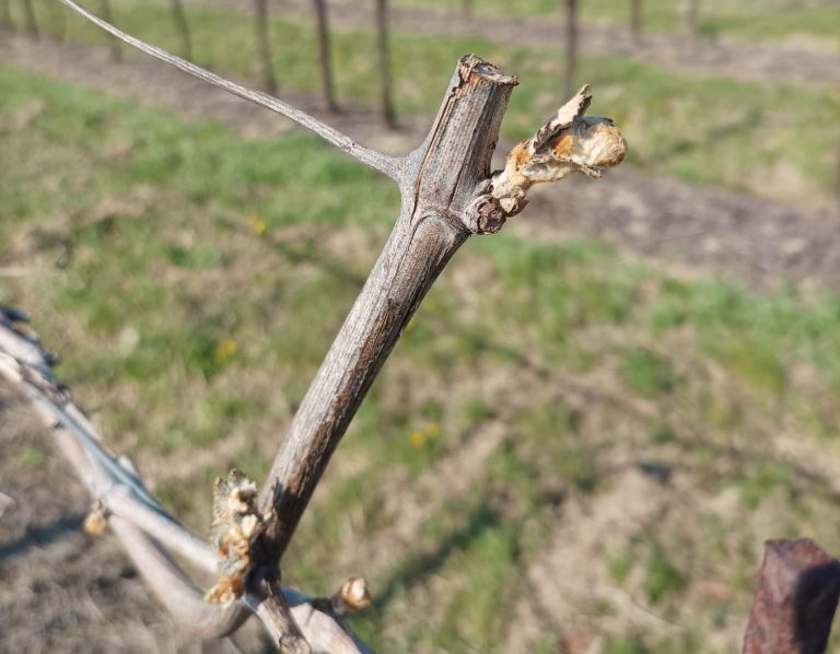 Le aziende vitivinicole valgono il 30% delle assicurazioni agricole (l’11% di 241mila imprese è assicurato). Il report di ISMEA